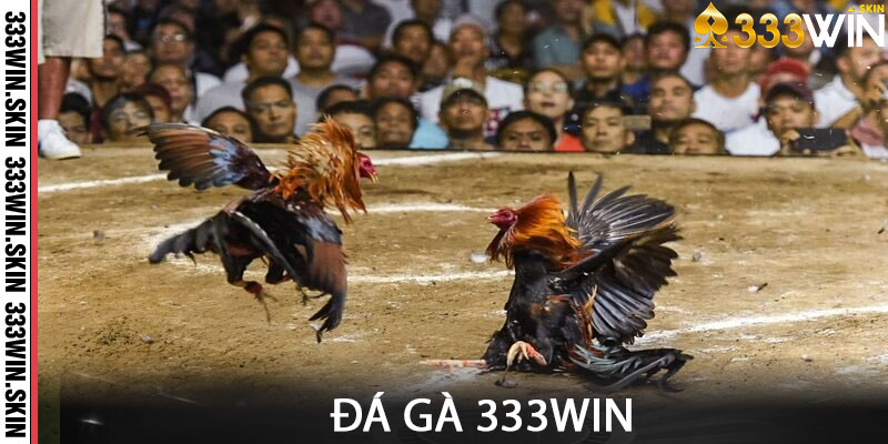 Đá Gà 333win